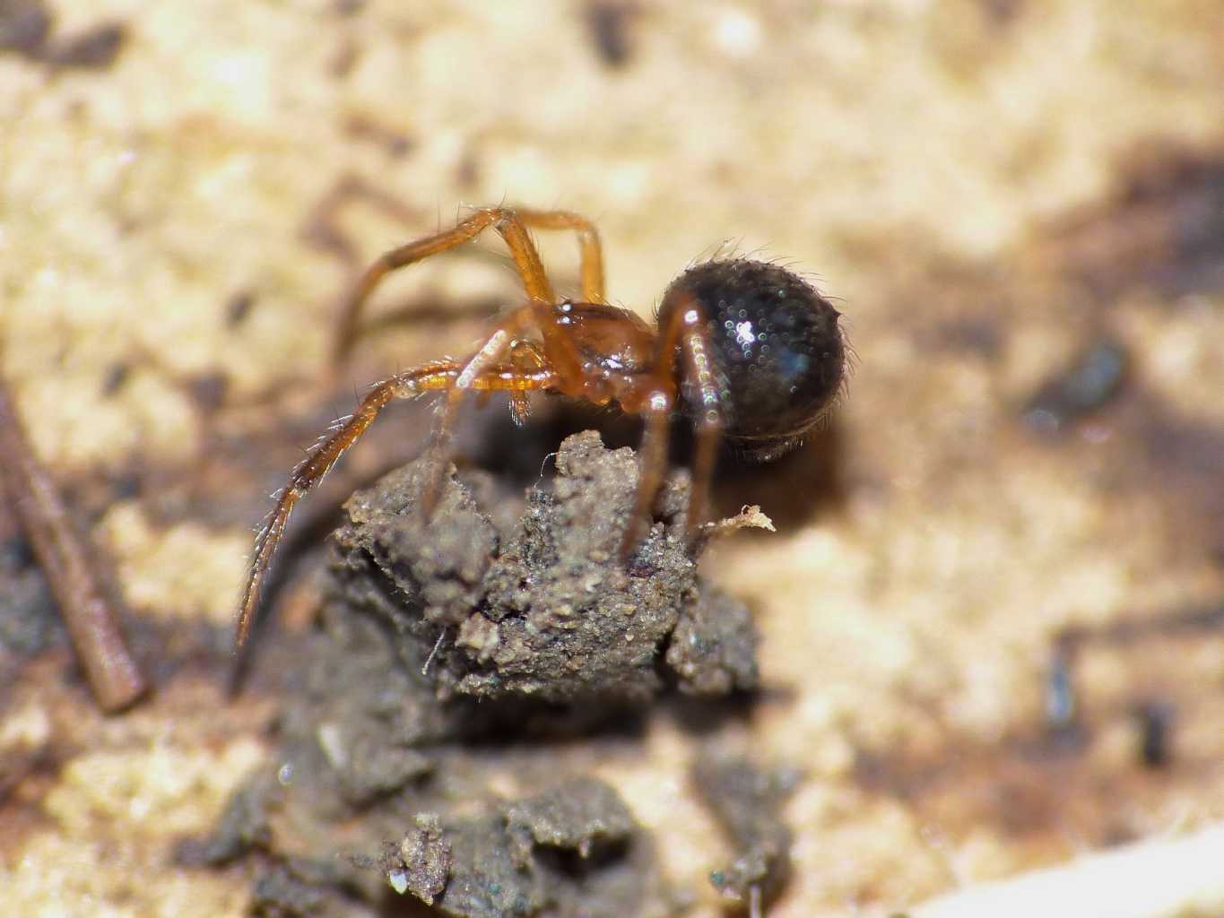 Piccolo Theridiidae bruno - Ostia (RM)